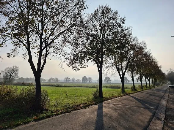 An outdoor scene depicting a tree-lined road running alongside a lush green field under a hazy sky, with long shadows cast by the trees.