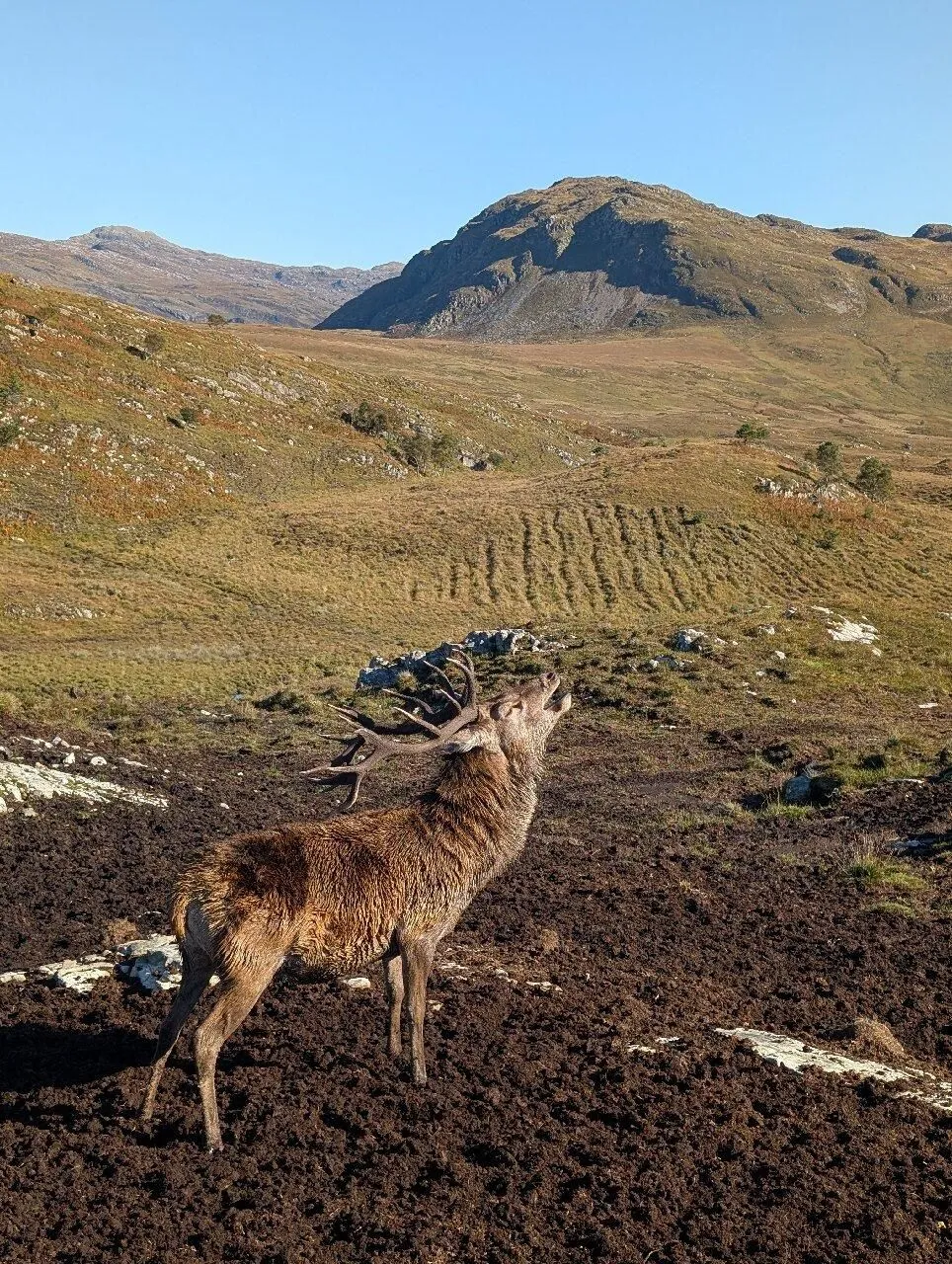 A striking image of a large red deer stag with impressive antlers, bellowing, standing in a natural, muddy landscape with expansive mountains and hills in the background under a clear blue sky.
