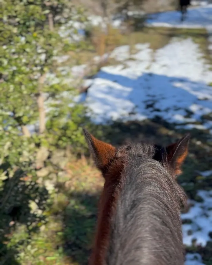 An eye-level shot from behind a horse, showcasing its head and neck as it looks down a snowy trail with green foliage on the left.