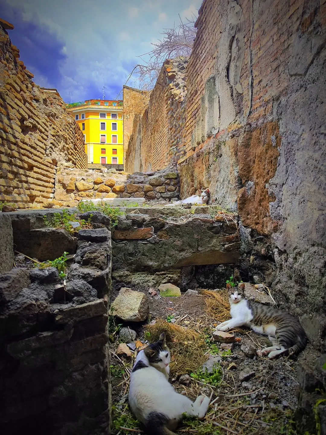 The image is well-composed, utilizing the ancient brick walls as leading lines towards the bright yellow building in the background. The cats, as key subjects, are sharp and in focus. The overall scene is photo-realistic and well-lit by natural light. Colors appear mostly accurate, though there might be a slight oversaturation in the sky and the yellow building. The environment is rustic and typical of ancient ruins, not considered cluttered in a negative sense for this type of image.