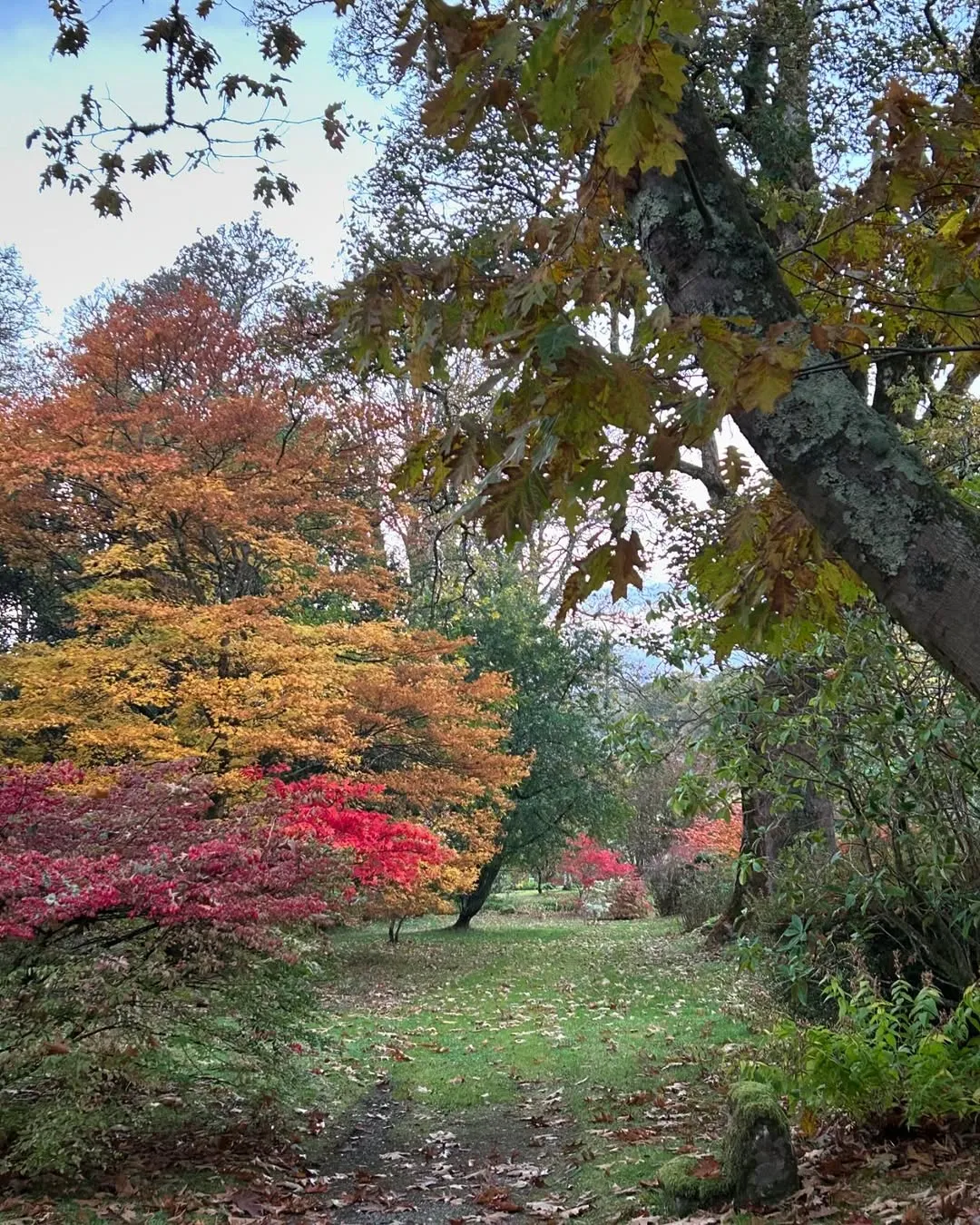 A vibrant autumn landscape featuring a winding path through a forest or park with trees displaying brilliant fall colors.