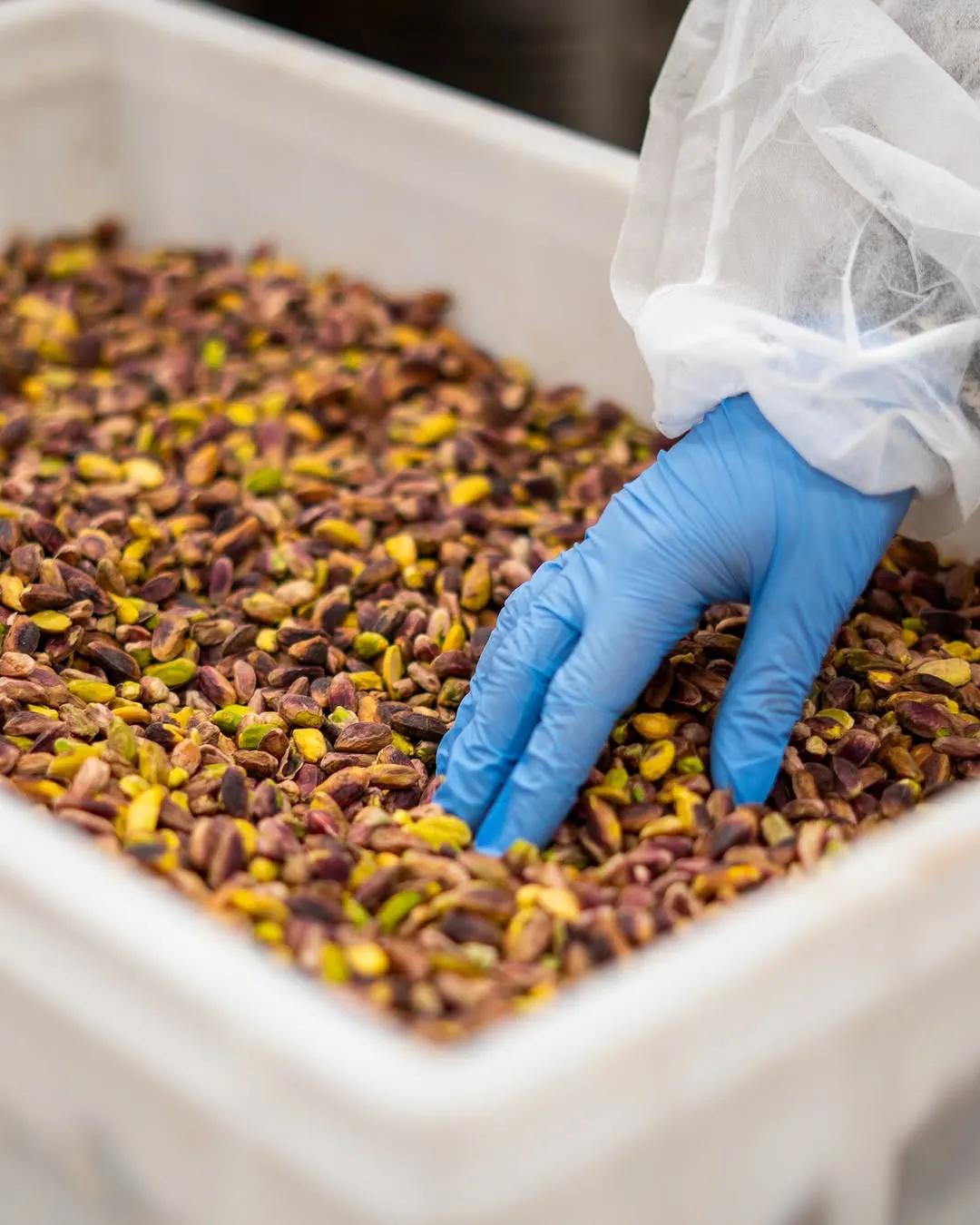 The image is sharp and well-lit, showcasing a large quantity of pistachios with natural and vibrant colors. The key elements, including the pistachios and the gloved hand, are clearly in focus. The photo-realistic quality is excellent, and the overall composition is effective, giving a sense of scale and process.