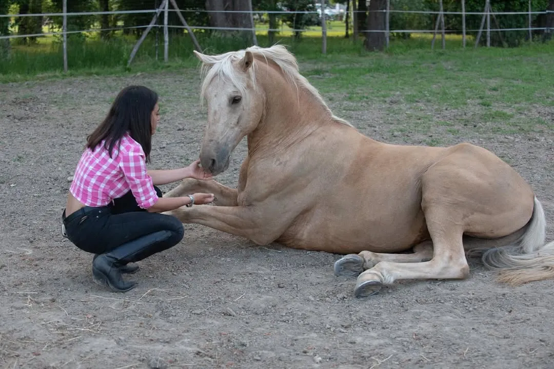 An image showing a person crouching and gently interacting with a light-colored horse that is lying down on the ground in an outdoor setting.