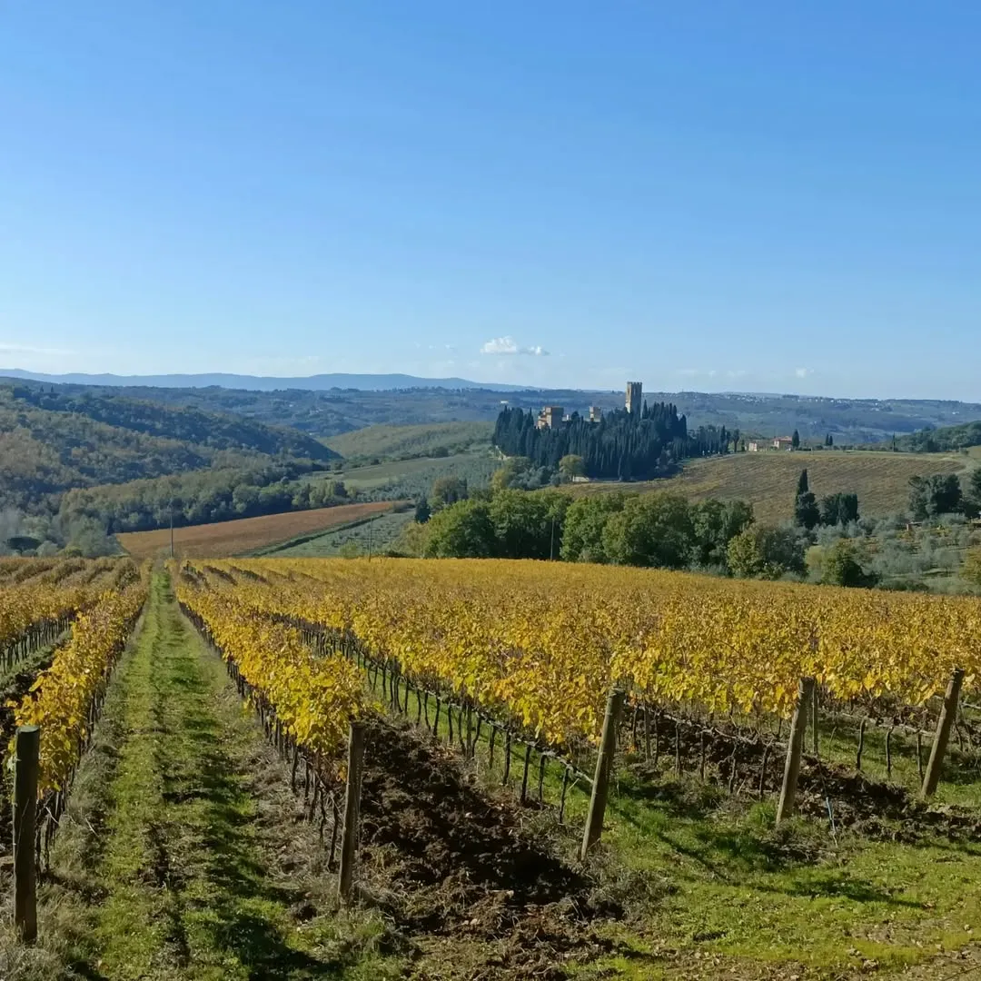 The image is a well-composed and visually appealing landscape photograph of a vineyard. It features strong leading lines from the rows of vines, drawing the viewer's eye towards a distant castle nestled amidst rolling hills. The natural lighting is excellent, contributing to vibrant and accurate colors, particularly the golden hues of the autumn foliage. The image is highly photo-realistic, capturing the essence of the scene.