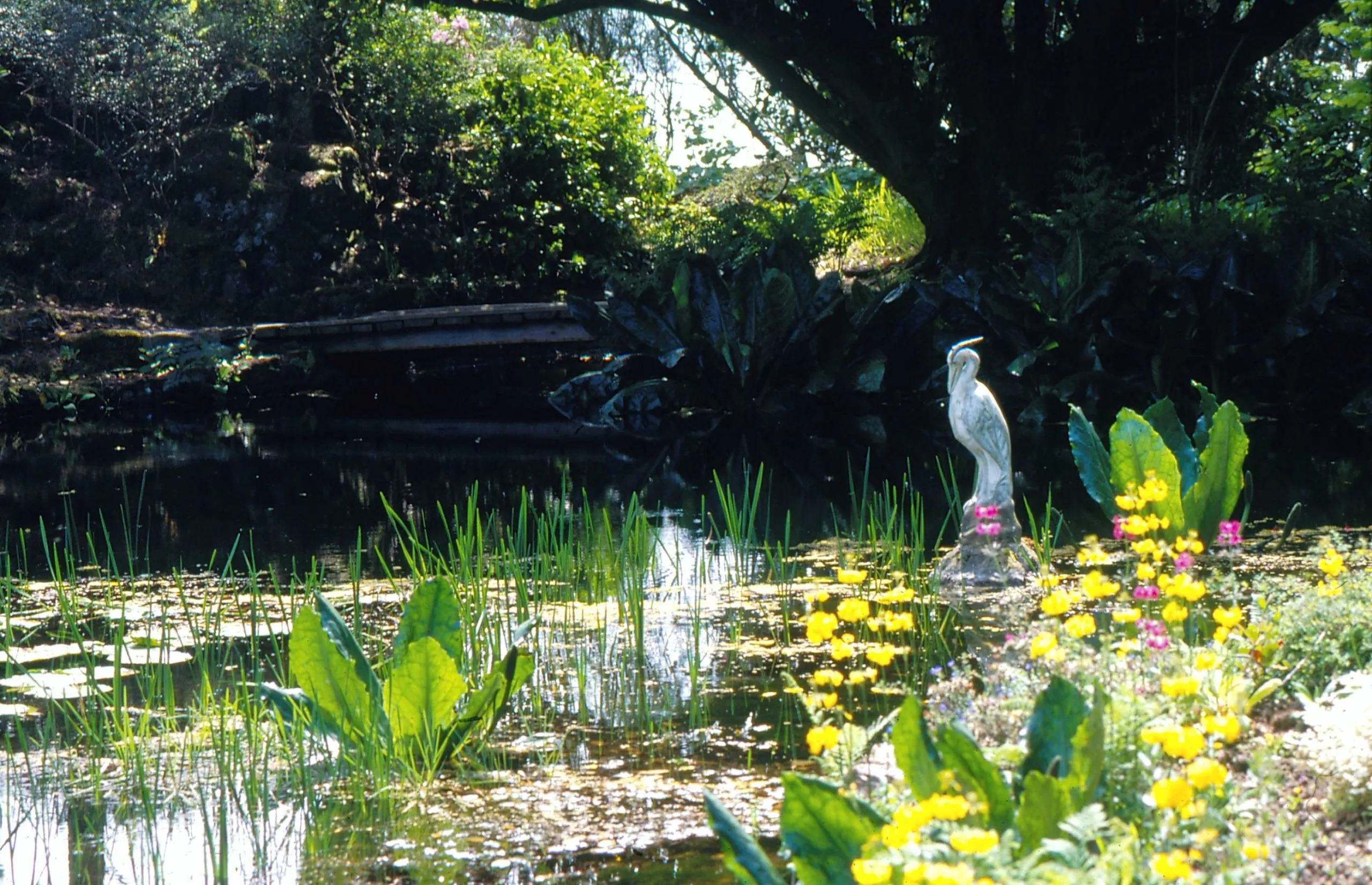 An editorial quality image depicting a serene garden pond scene. The foreground features vibrant green plants and yellow flowers, with a white heron statue prominently placed at the edge of the pond. The pond itself reflects the surrounding trees and foliage, with a darker, shaded area towards the back.