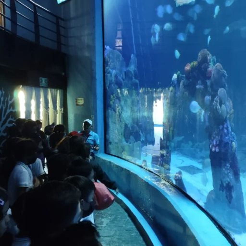 Interactive Aquarium Cancún - 8