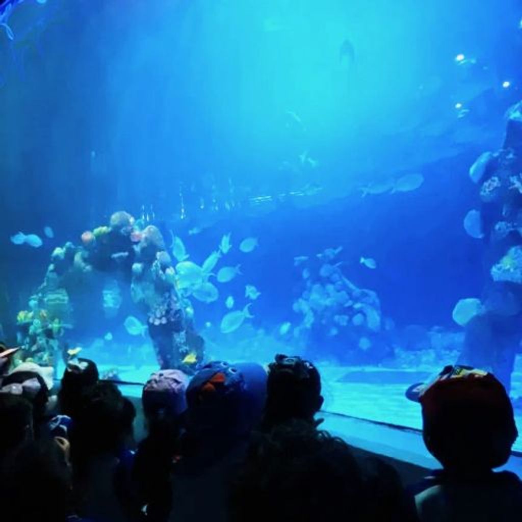 Interactive Aquarium Cancún - 6