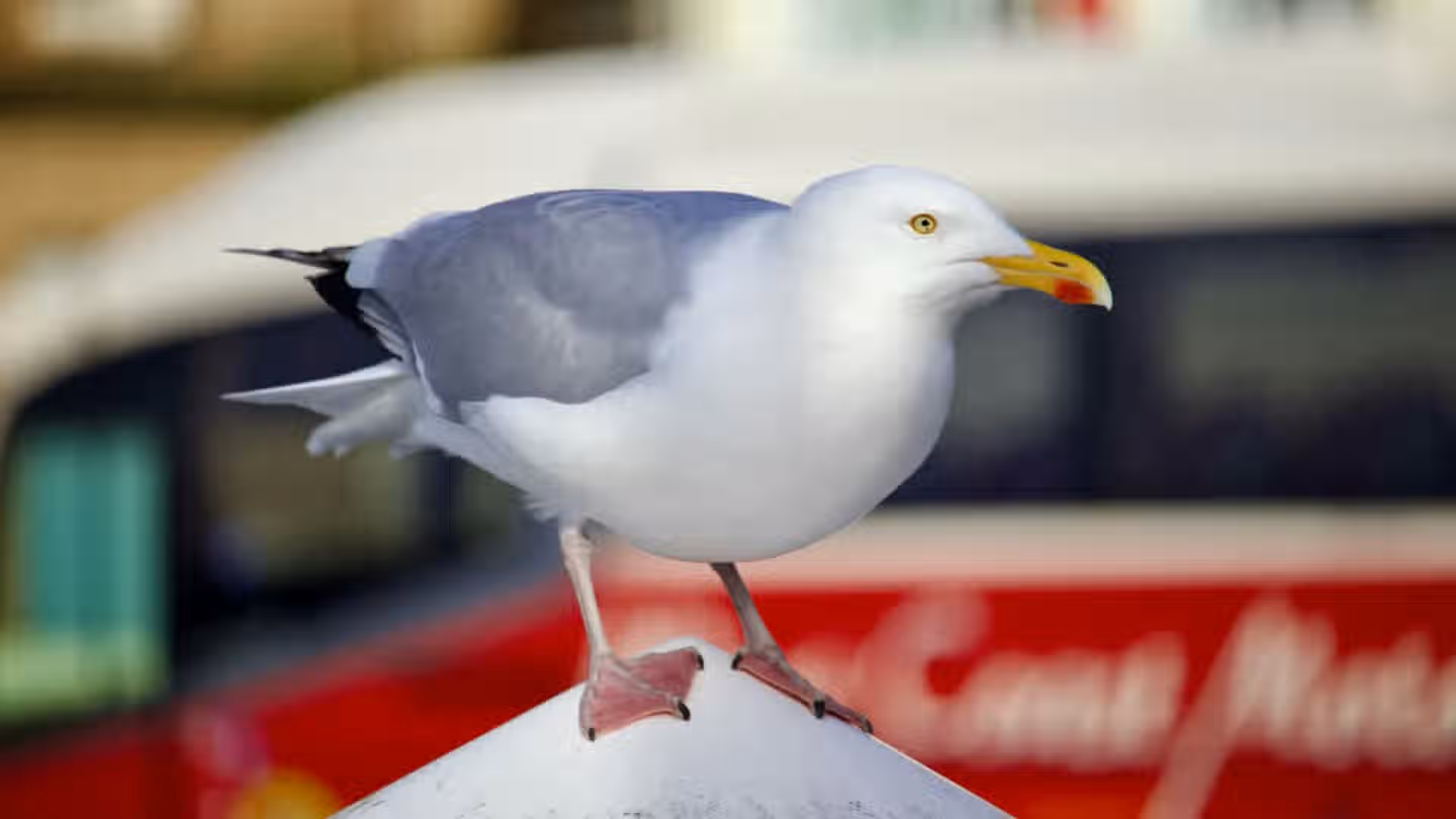 The image is well-composed with the seagull as the clear subject. The lighting is good, providing sufficient illumination without harsh shadows. The sharpness is acceptable, with the bird's head and eye in focus. The colors appear accurate. The image is fairly photo-realistic. The key element, the seagull, is in focus. Minor deductions for not being exceptionally sharp and the background being slightly distracting.