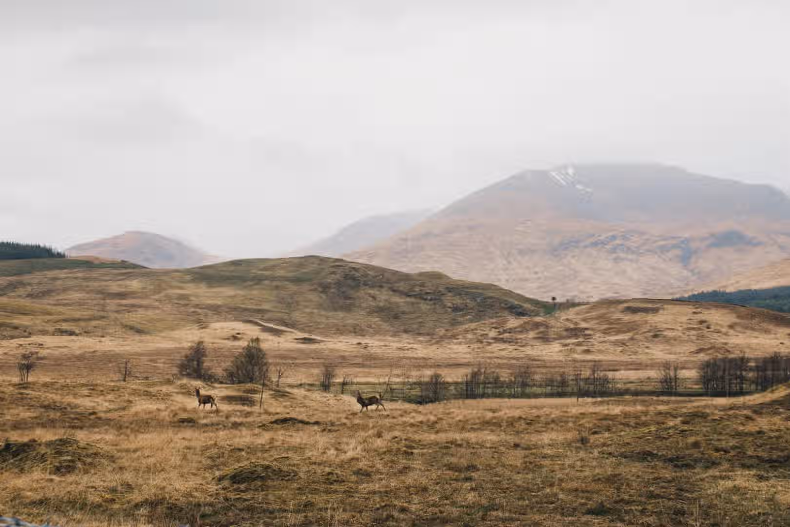 The image depicts a landscape with mountains and deer. The composition is decent, with the deer placed in the foreground and the mountains in the background. The lighting is somewhat muted due to the overcast conditions, but it is evenly distributed. The sharpness is acceptable, although it could be improved. The colors appear accurate. The image is fairly photo-realistic. The key elements, such as the deer and the immediate foreground, are reasonably in focus. The overall image quality is good, but could be better with improved sharpness and more dynamic lighting. Well-composed (20/25), Well-lit (12/15), Sharp (14/20), Color-accurate (8/10), Photo-realistic (14/20), Key elements in focus (10/10).