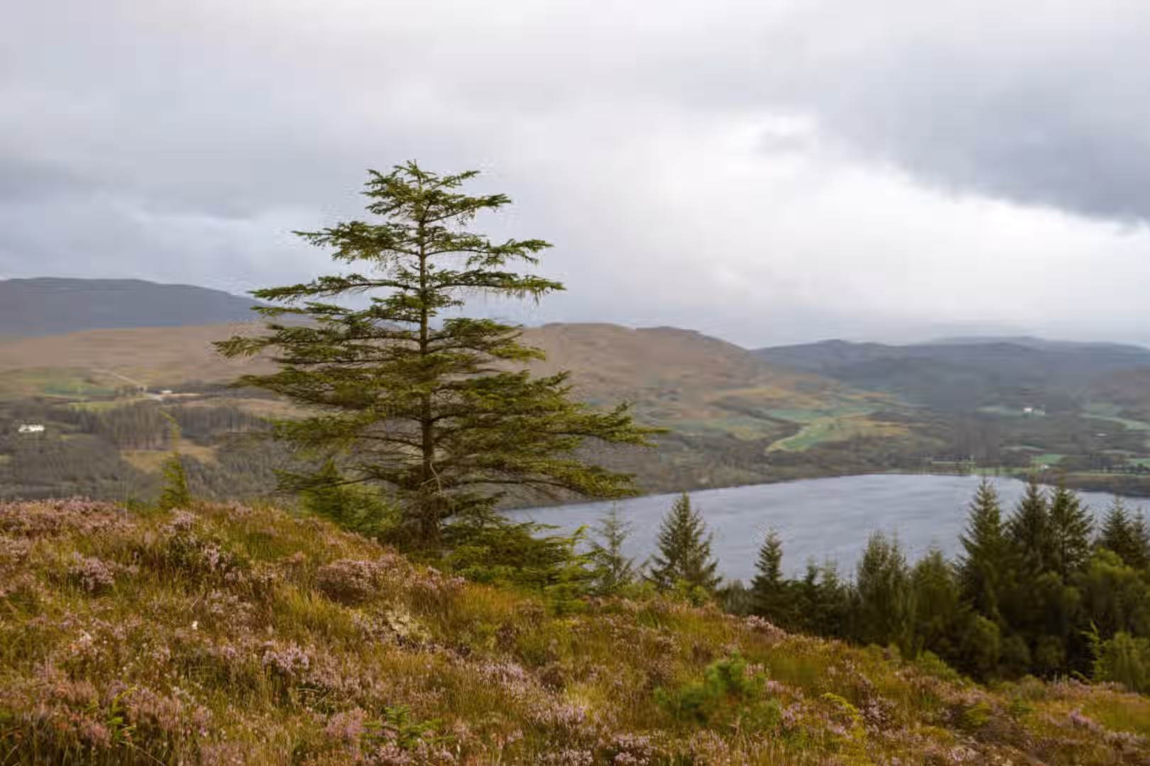 The image is well-composed with a clear focal point on the tree in the foreground. The lighting is subdued due to the overcast weather, but it's even and doesn't create harsh shadows. The sharpness is good, although some finer details in the distant mountains could be crisper. The colors appear accurate, reflecting the natural tones of the landscape. The image is fairly photo-realistic. The key elements, such as the tree and the foreground vegetation, are in focus. Strengths: Well-composed, color-accurate, and realistic. Weaknesses: Could be sharper, lighting is somewhat flat due to overcast conditions.