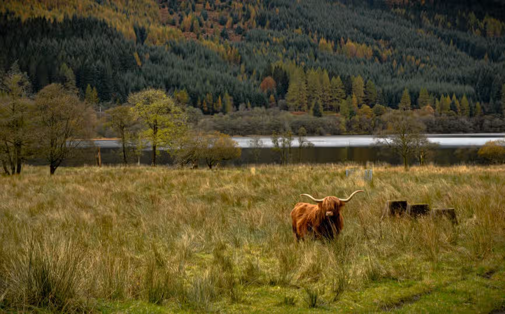 The image features a highland cow in a field, with a lake and forest in the background. The composition is decent, with the cow as the primary subject. The lighting is somewhat muted, but acceptable. Sharpness is good, especially on the cow. Color accuracy seems reasonable. The image looks photo-realistic. The cow is in focus. Strengths: Good subject matter, decent composition, and realistic appearance. Weaknesses: The lighting could be improved, and the composition could be slightly better to draw more attention to the cow.