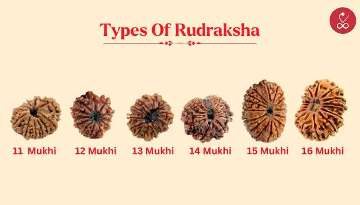 Type of rudraksh