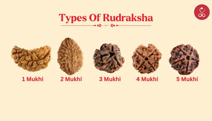 Type of rudraksh