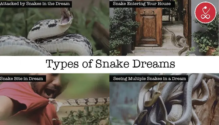 Types of Snake Dreams