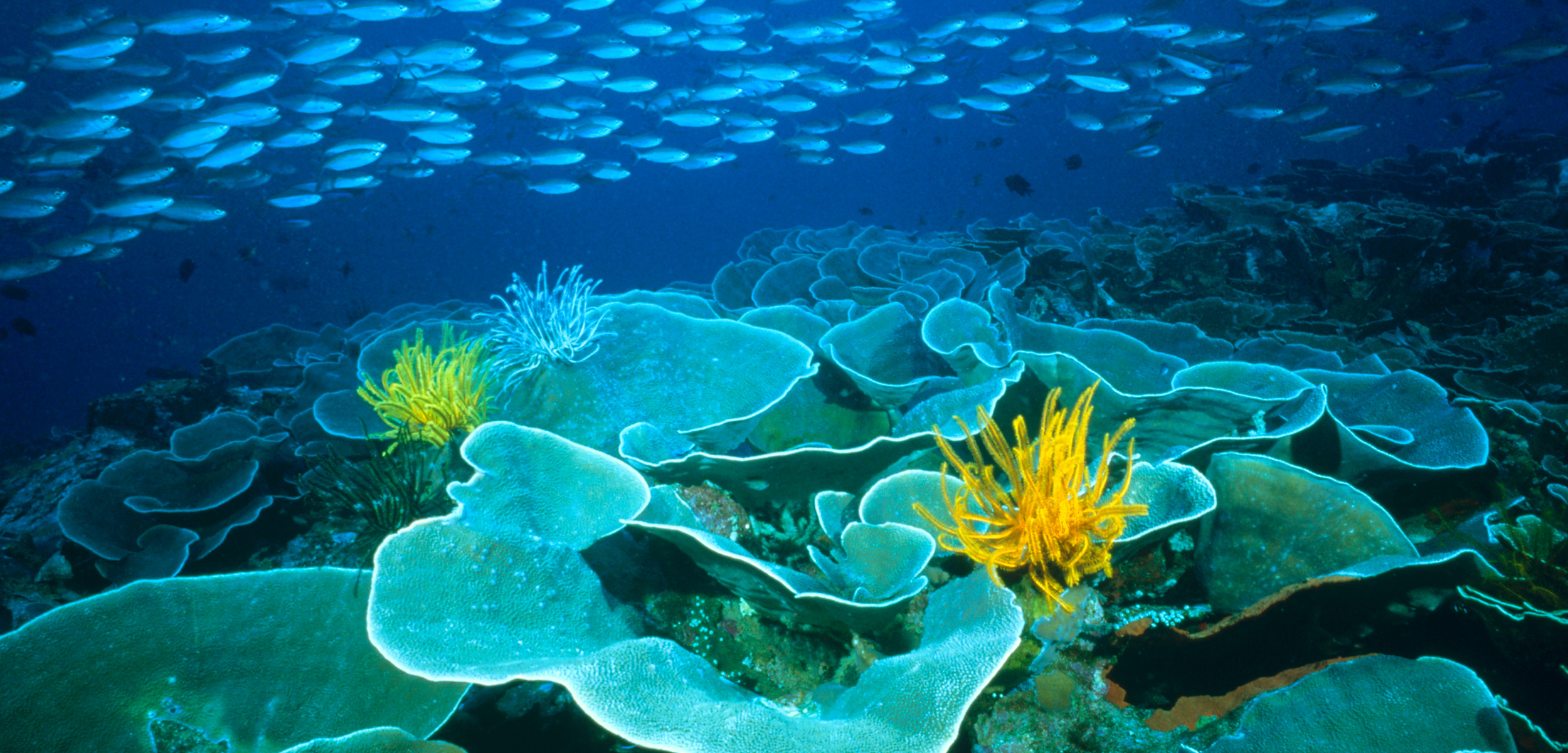 Coral Reef Microbiomes Yield Hundreds of New Microbes and a Vast Cache of Drug Like Chemistry at Risk from Warming