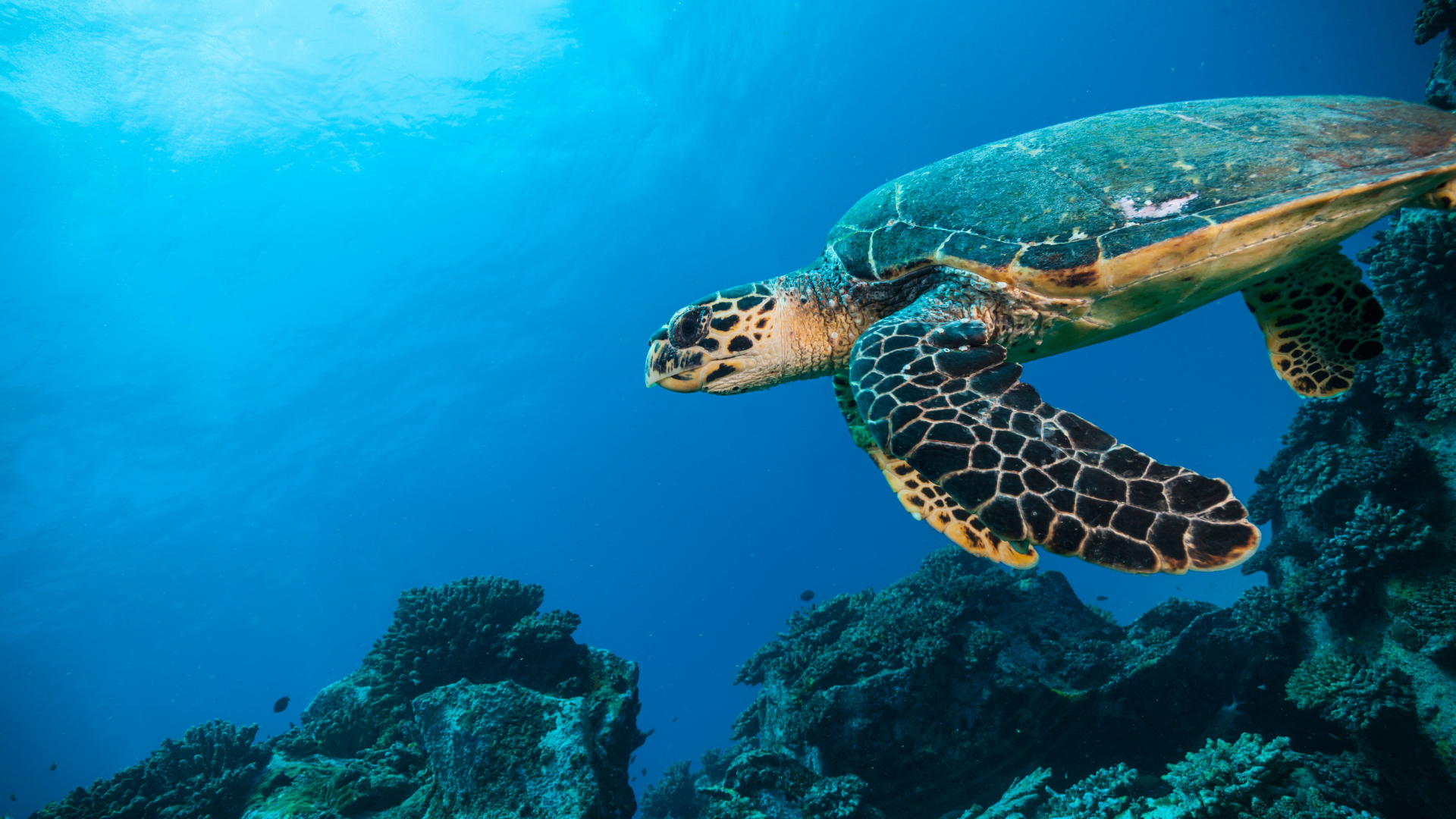 The Ocean Economy Explained