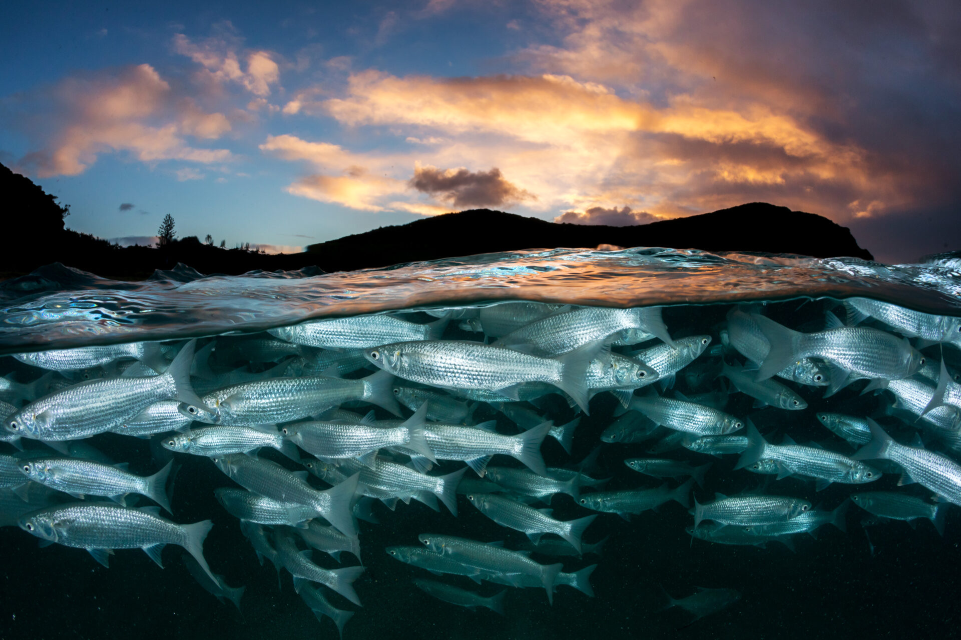 Chronic Ocean Warming Linked to Nearly 20 Percent Annual Fish Biomass Decline as Heat Waves Distort Short Term Signals