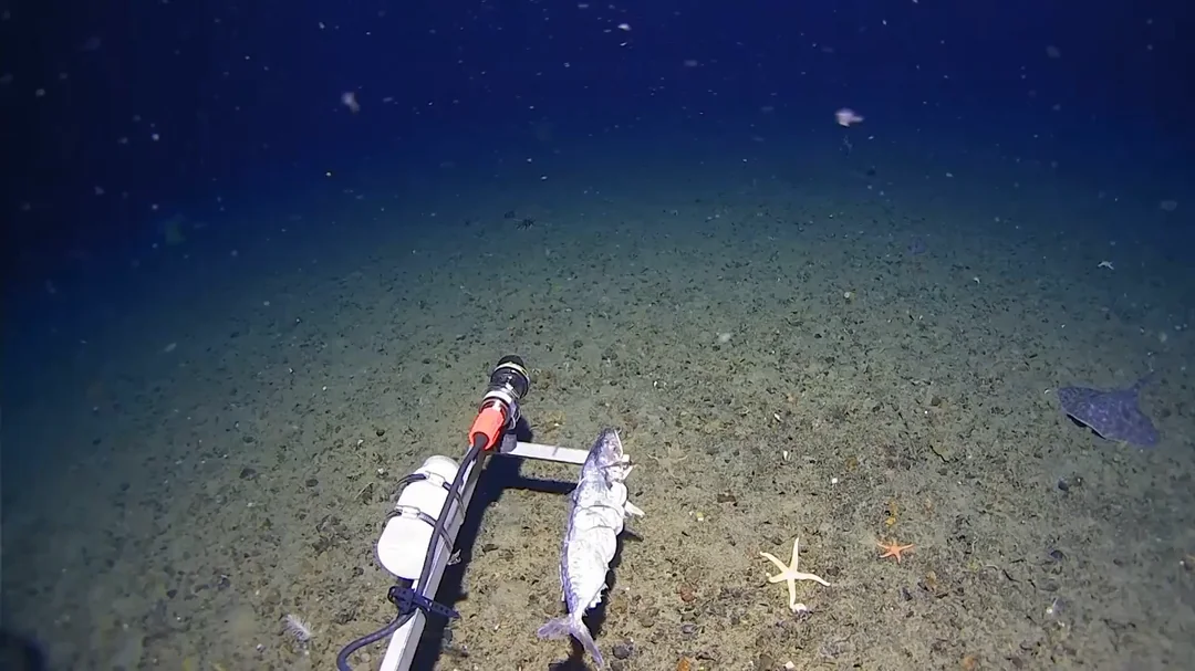 Sleeper Shark Recorded in Antarctic Deep for First Time, Opening New Questions on Southern Ocean Predators