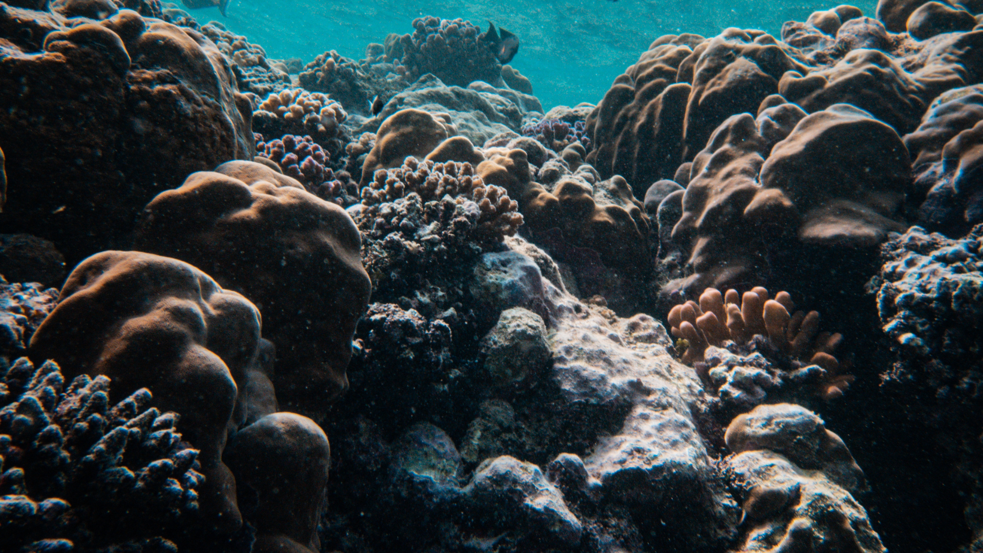 The Blue Economy: What You See vs What Sustains It