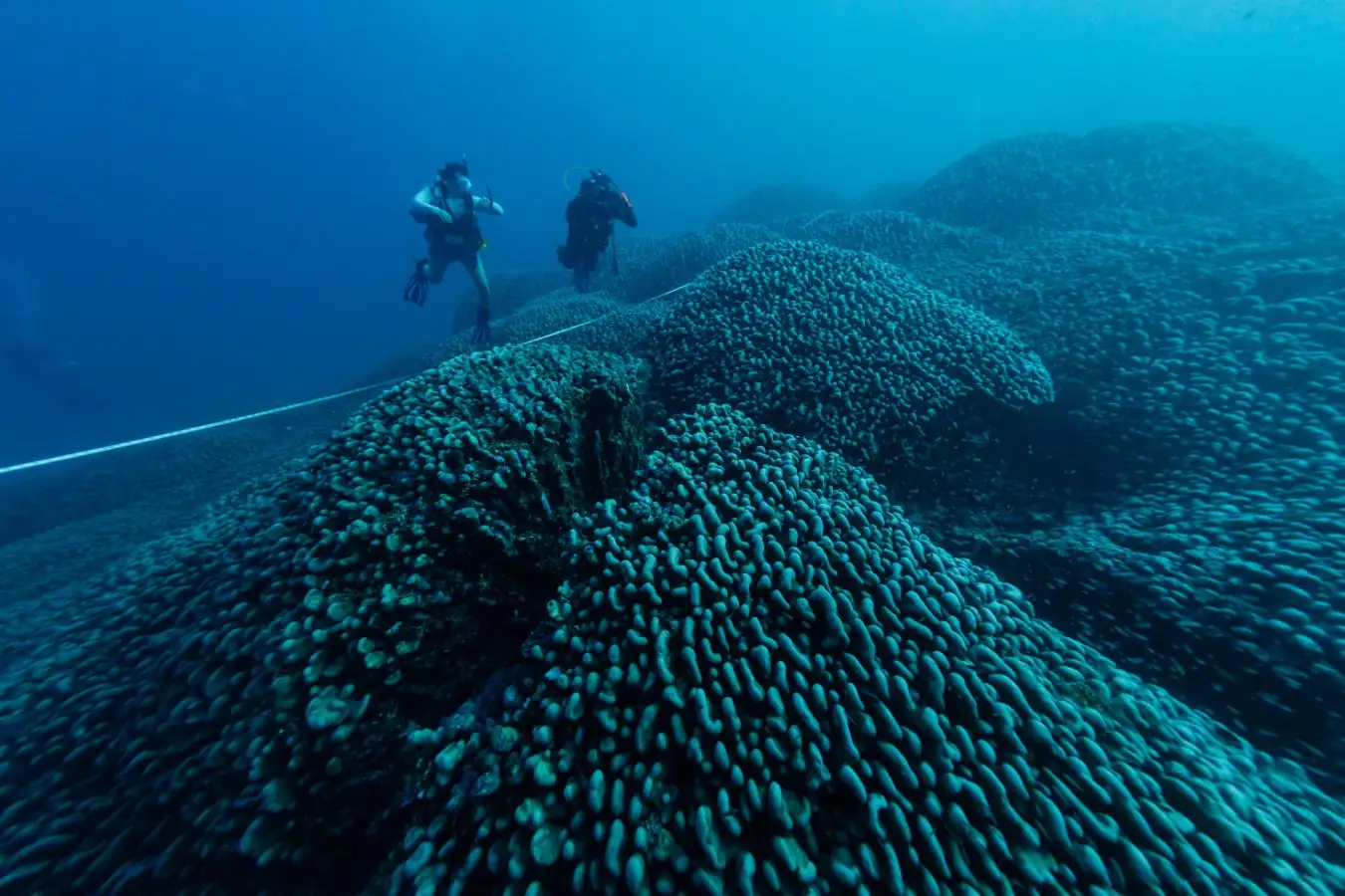 Citizen Scientists Map Giant Pavona Coral Near Cairns, Potentially Among the Reef’s Largest Single Colonies