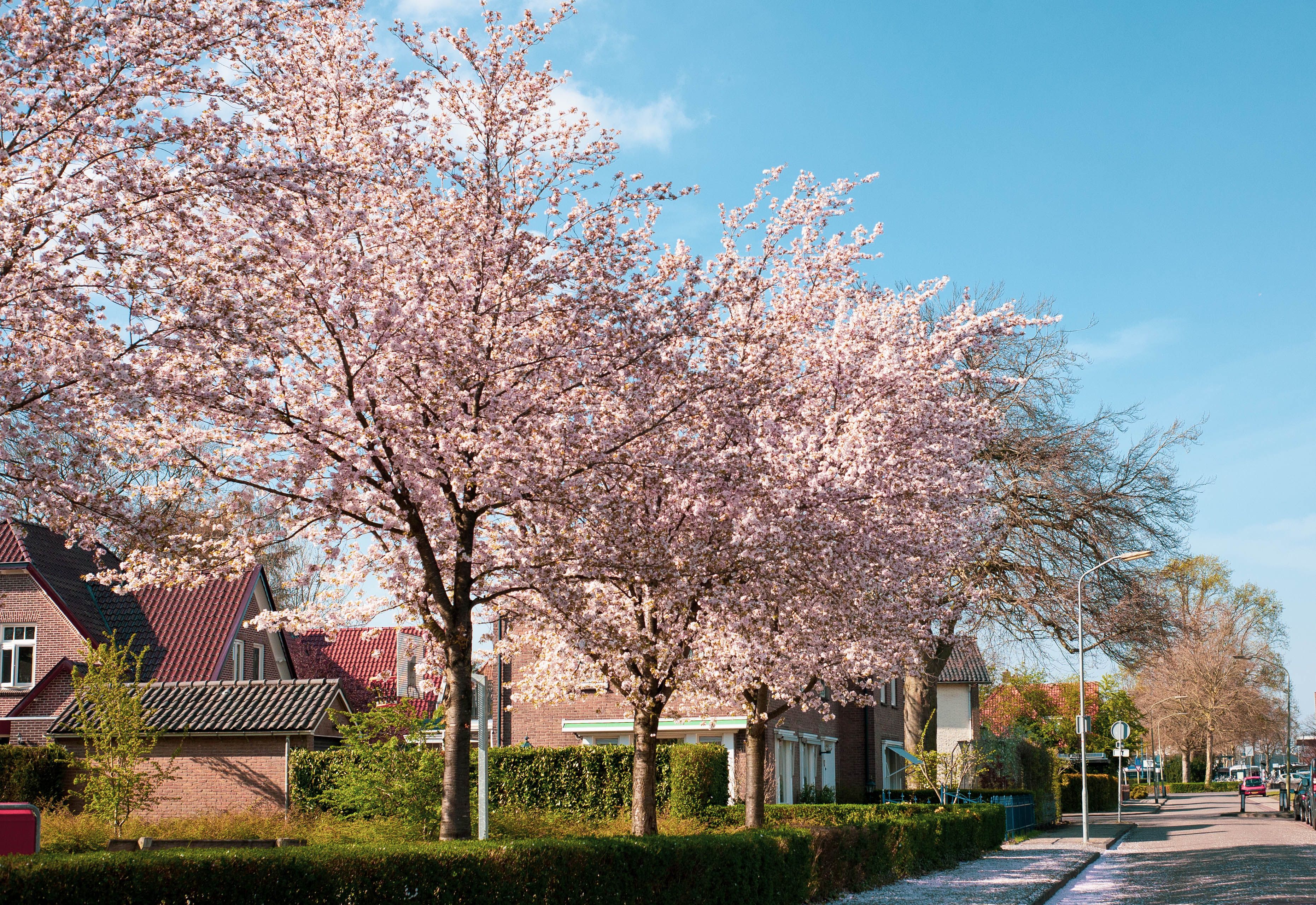 Best eSIM for Spring Travel (2026): The Complete Guide to Staying Connected During Cherry Blossom Season, Spring Break & Easter Holidays