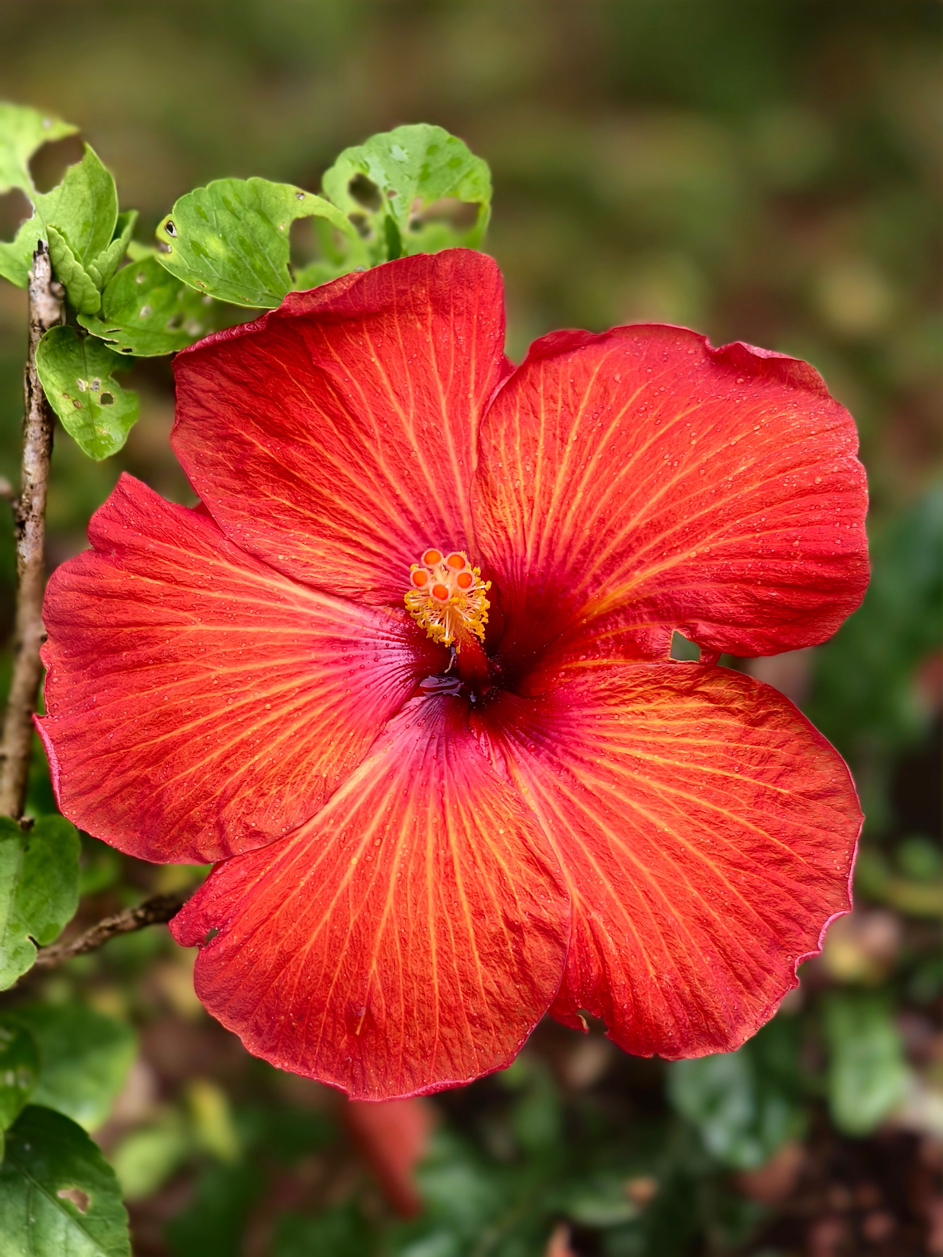 Hibiscus Festival 2026 in Fiji: Complete Suva Travel Guide, Dates, Events, Pageant, Food & Fiji eSIM