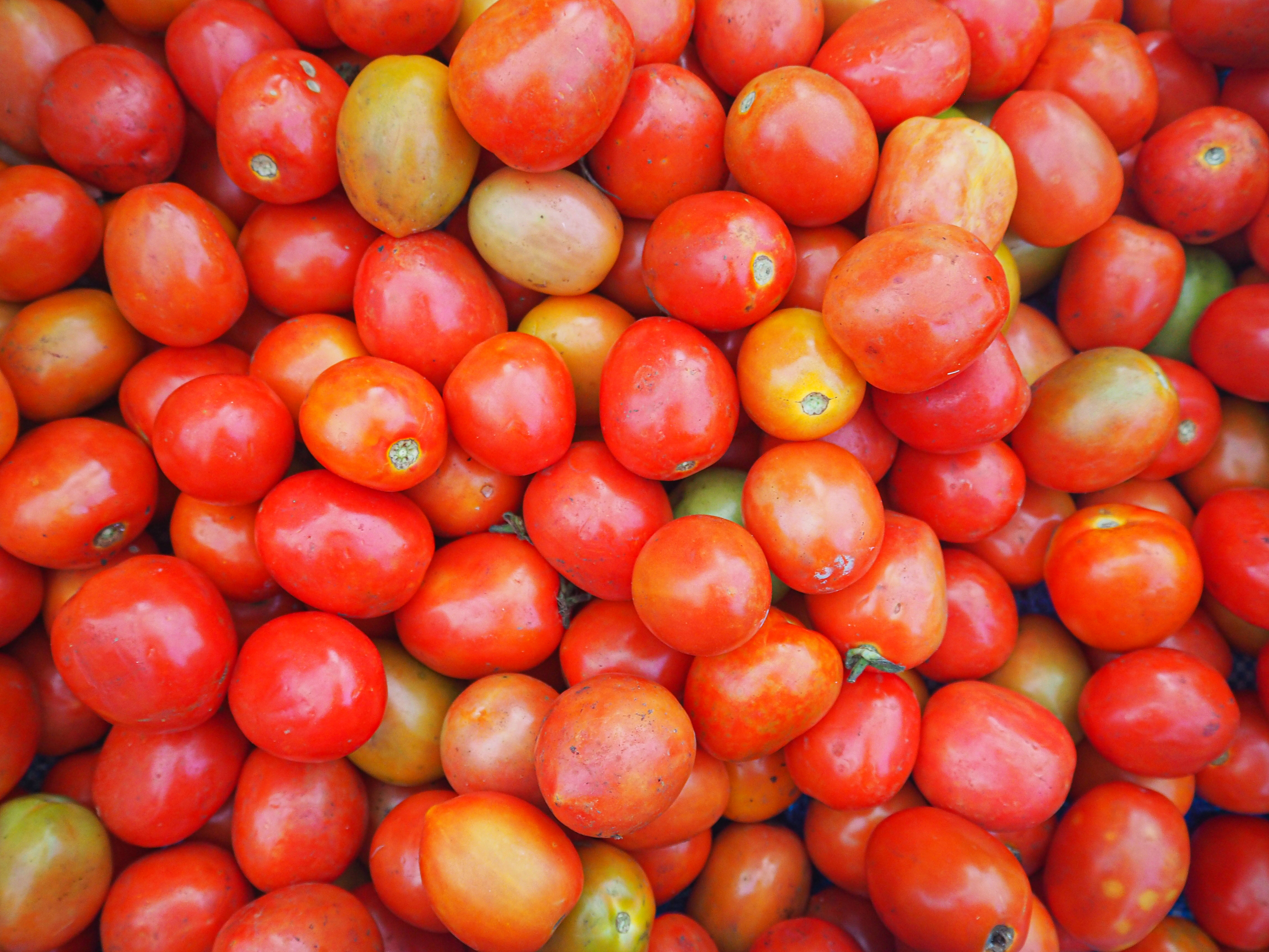 La Tomatina 2026: The Ultimate Guide to Spain’s Famous Tomato Festival