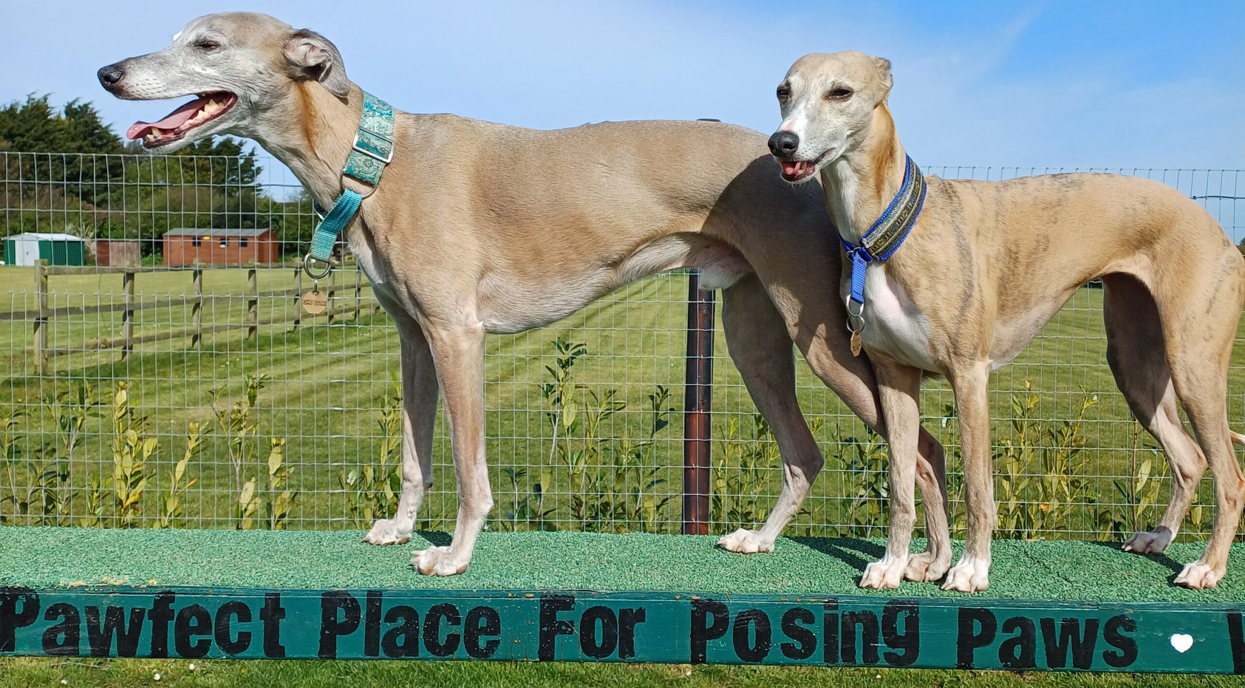 Winterton Hound Ground secure private dog field in Great Yarmouth, NR29 4BX