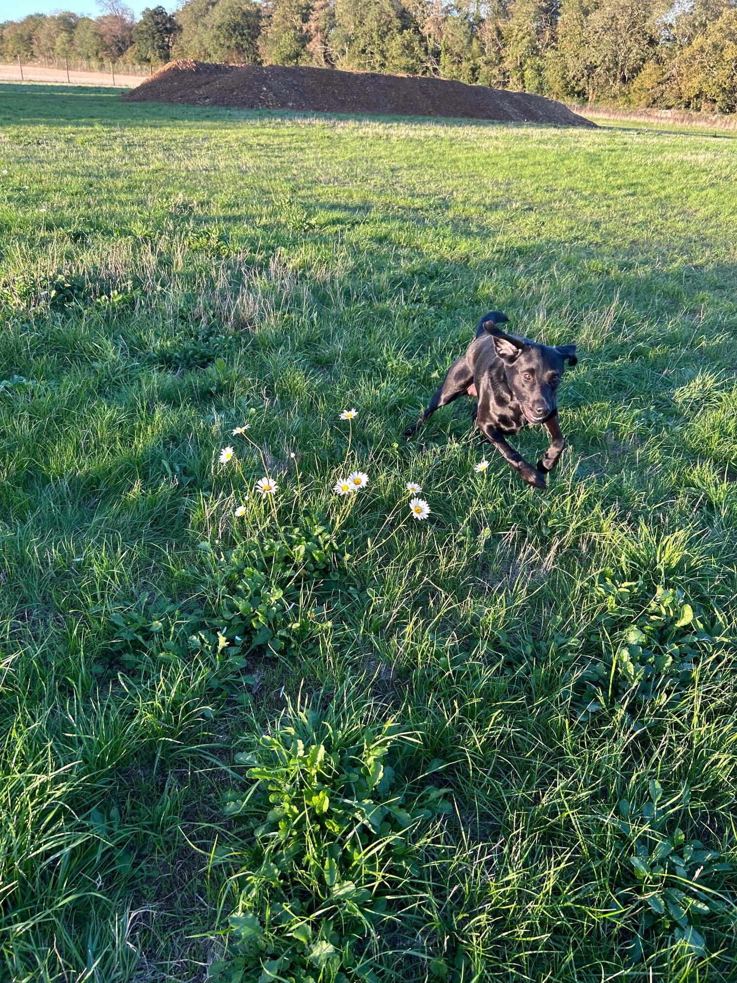 Milton Secure Dog Walking secure private dog field in Fairford, GL7 4JG
