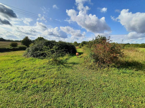 Shepherds Rest Dog Retreat secure private dog field in Ipswich, IP7 5PS