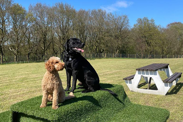 Goyt Hall Dog Paddock secure private dog field in Stockport, SK6 3LH