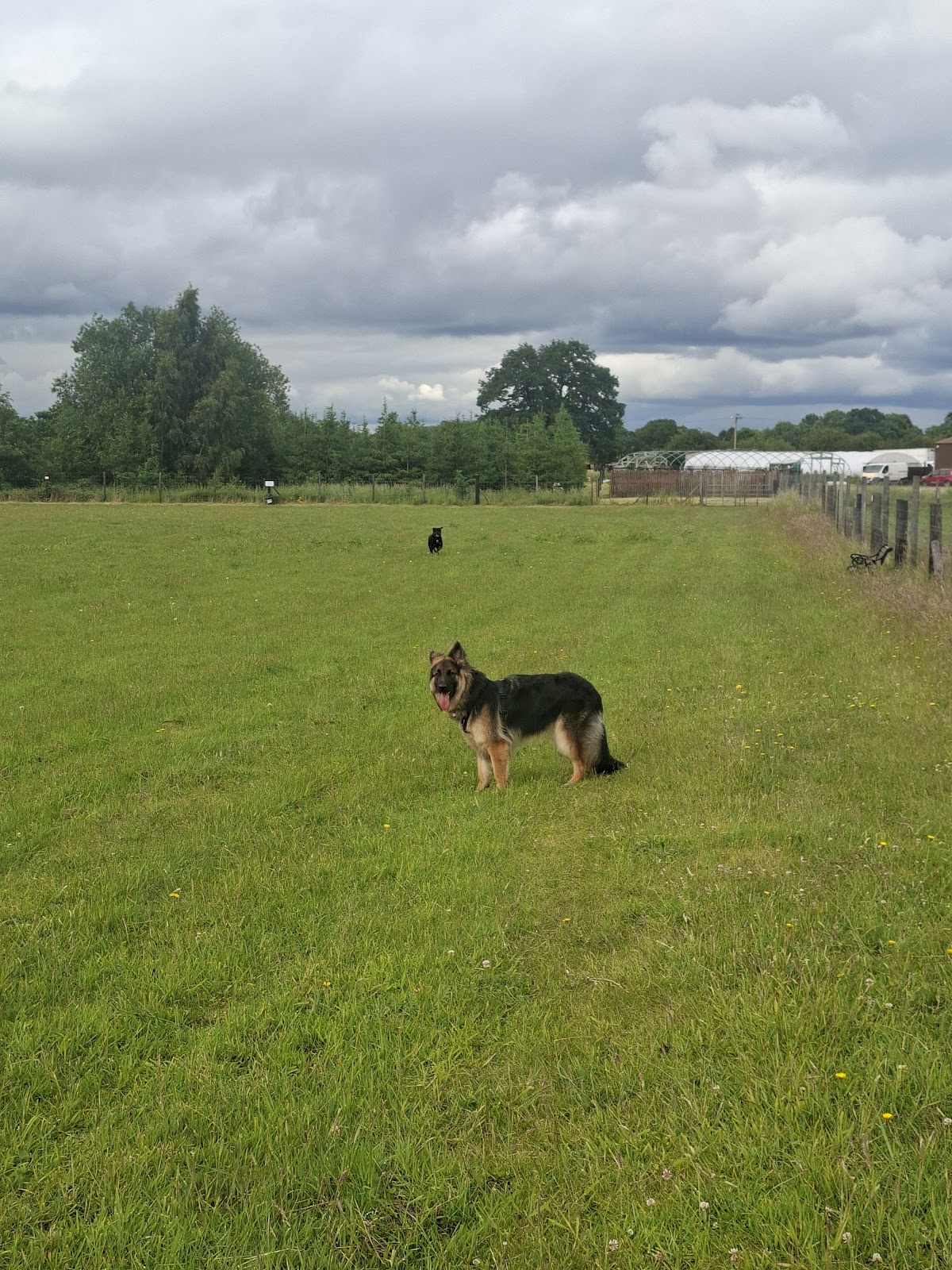 Waggles dog field secure private dog field in Lichfield, WS7 0JY