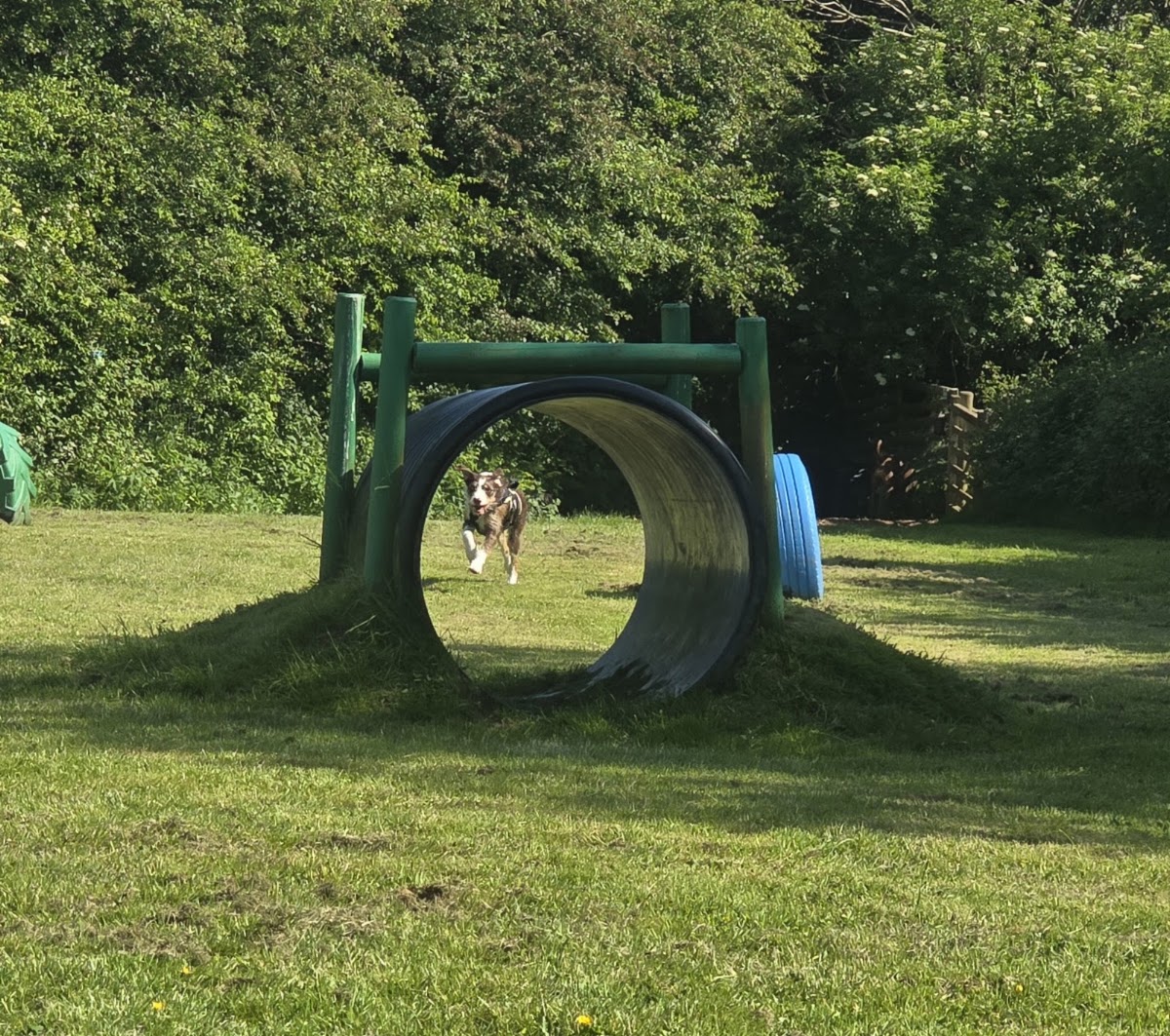 Burns Community Dog Adventure Field secure private dog field in Kidwelly, SA17 5AE