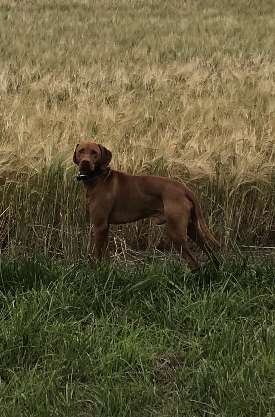Happy Hounds secure private dog field in Westbury, BA13 4AB