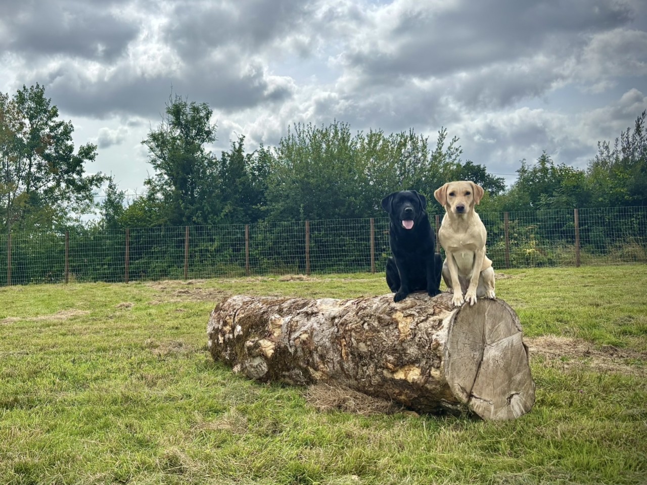 The Dog Paddock secure private dog field in Newtown, SY16 3JE