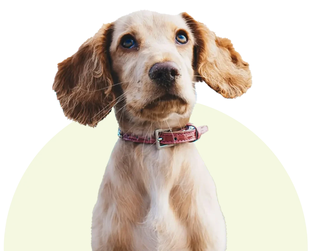 Run Free Dog Fields - Peterculter secure private dog field in Peterculter, AB14 0PL