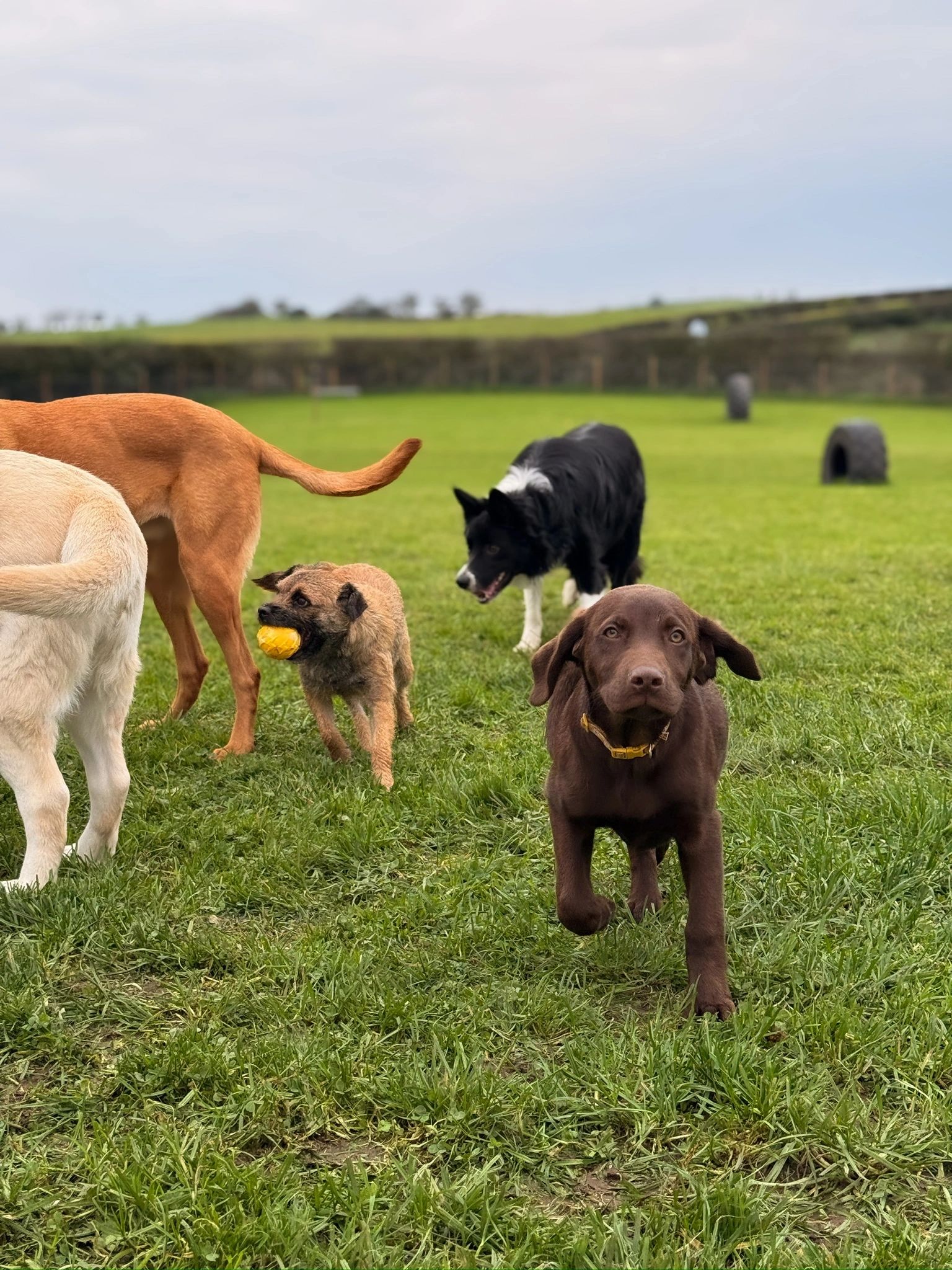 Poochee Play @ Cargilston secure private dog field in Cargilston, KA19 8DF