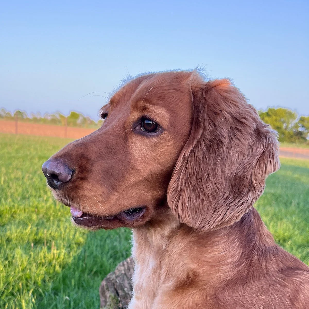 Stowupland Dog Meadow secure private dog field in Stowmarket, IP14 4BN