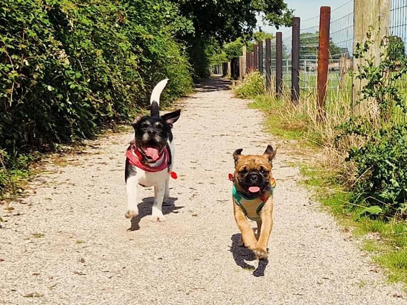 The Tail Trail secure private dog field in Wrexham, LL12 0BN