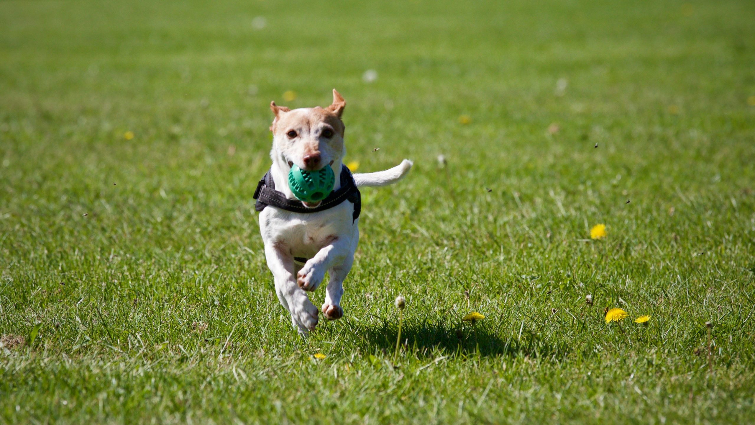 Uppingham Dog Field secure private dog field in Uppingham, LE15 9NY