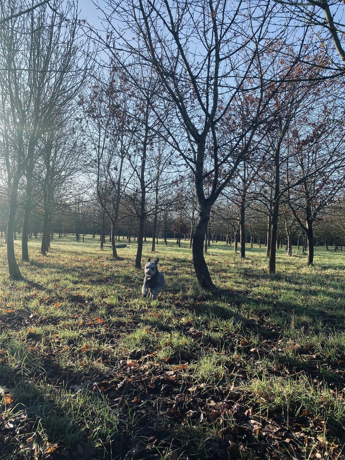 Wagtails Writtle secure private dog field in Writtle, CM1 3PL