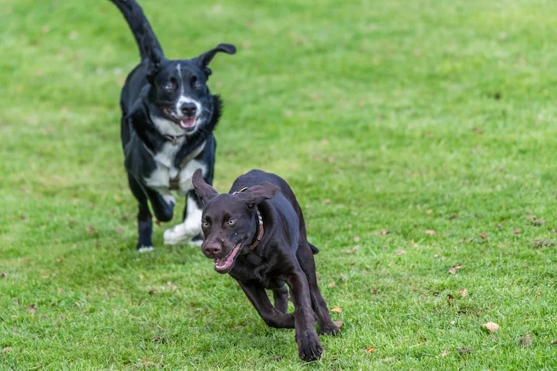 K9 Korner secure private dog field in Bedford, MK43 8TH