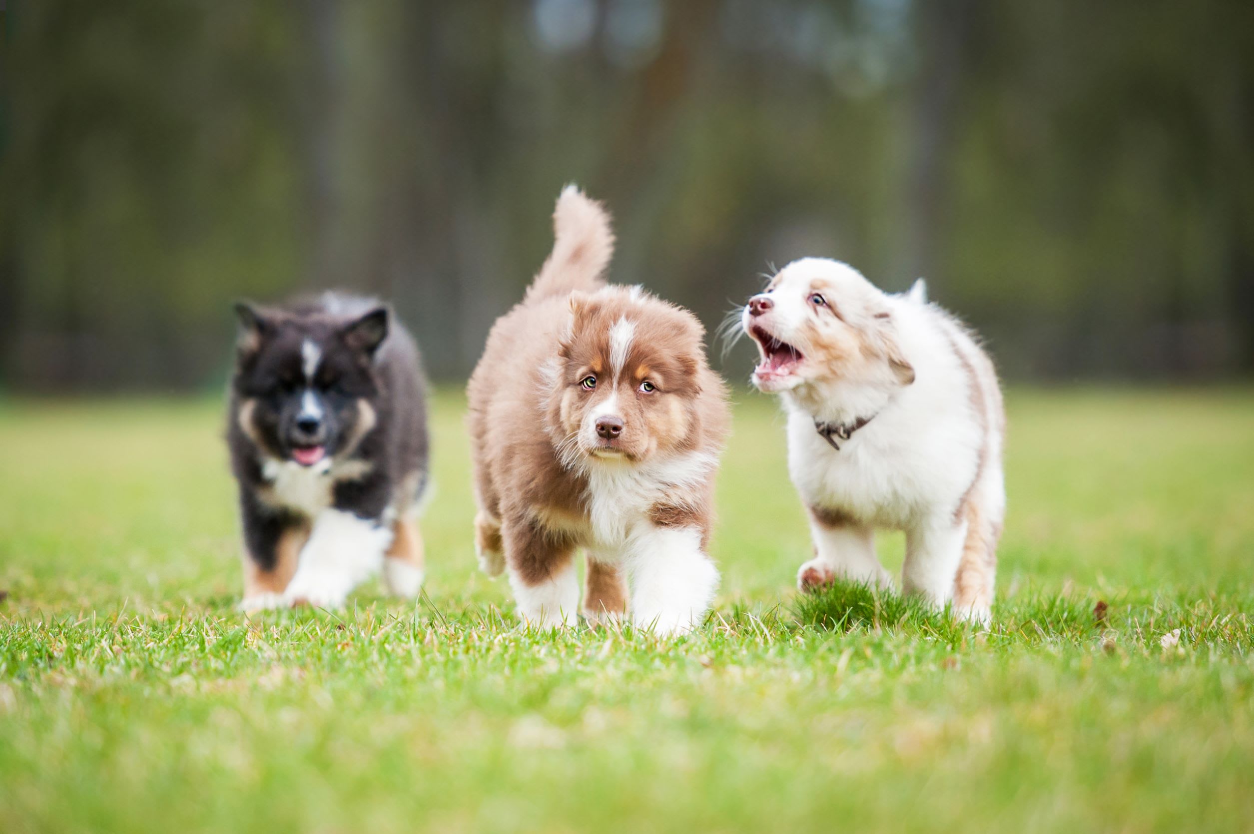 Victoria's Paw Pasture Ltd secure private dog field in Burton-on-Trent, DE15 9TX