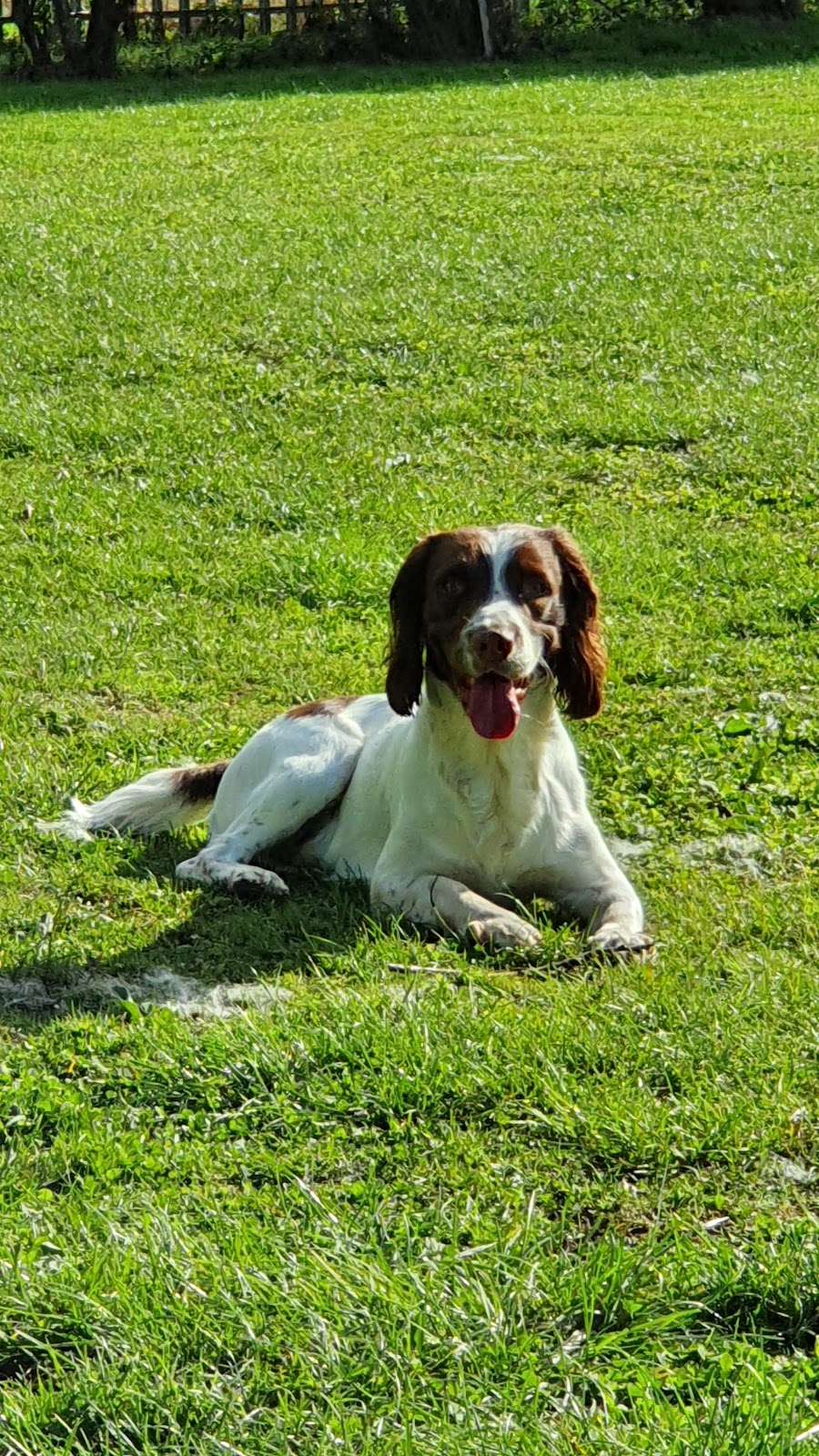 Four Oaks Pet Supplies secure private dog field in Four Oaks Farm/Malton Rd, YO12 4PX