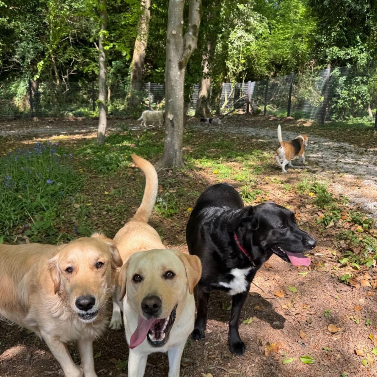 The Dog Field @ Perfect Pet Services secure private dog field in Caldicot, NP26 3AD