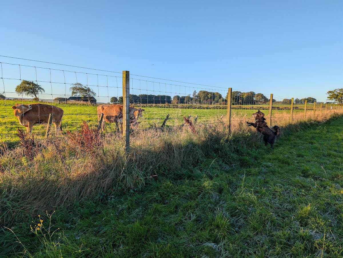 Yoshi's Doggy Play Area secure private dog field in Starthaven, ML10 6RP