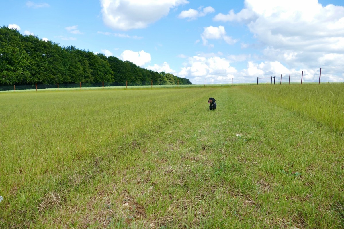 Percy's Paddock secure private dog field in Winchester, SO22 6RG