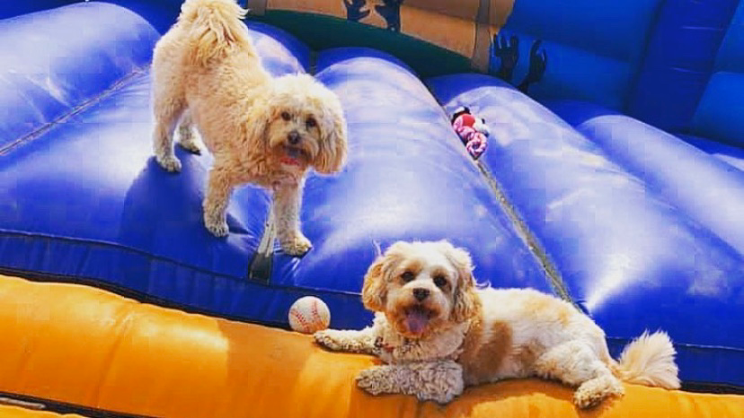 Bark n Bounce secure private dog field in Manchester, M28 1JA