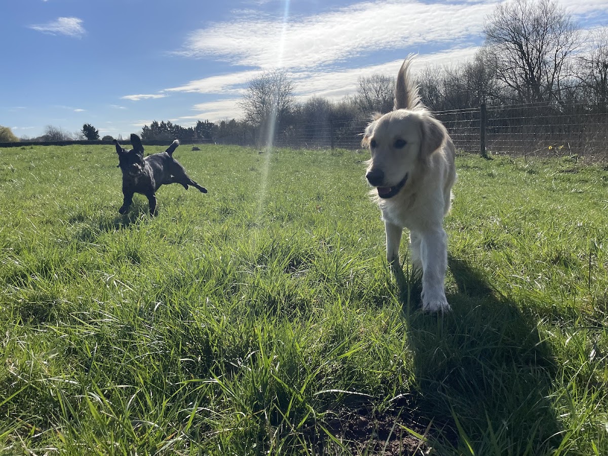 Paws 4 Thought Dogs secure private dog field in Marlow, SL7 2HE
