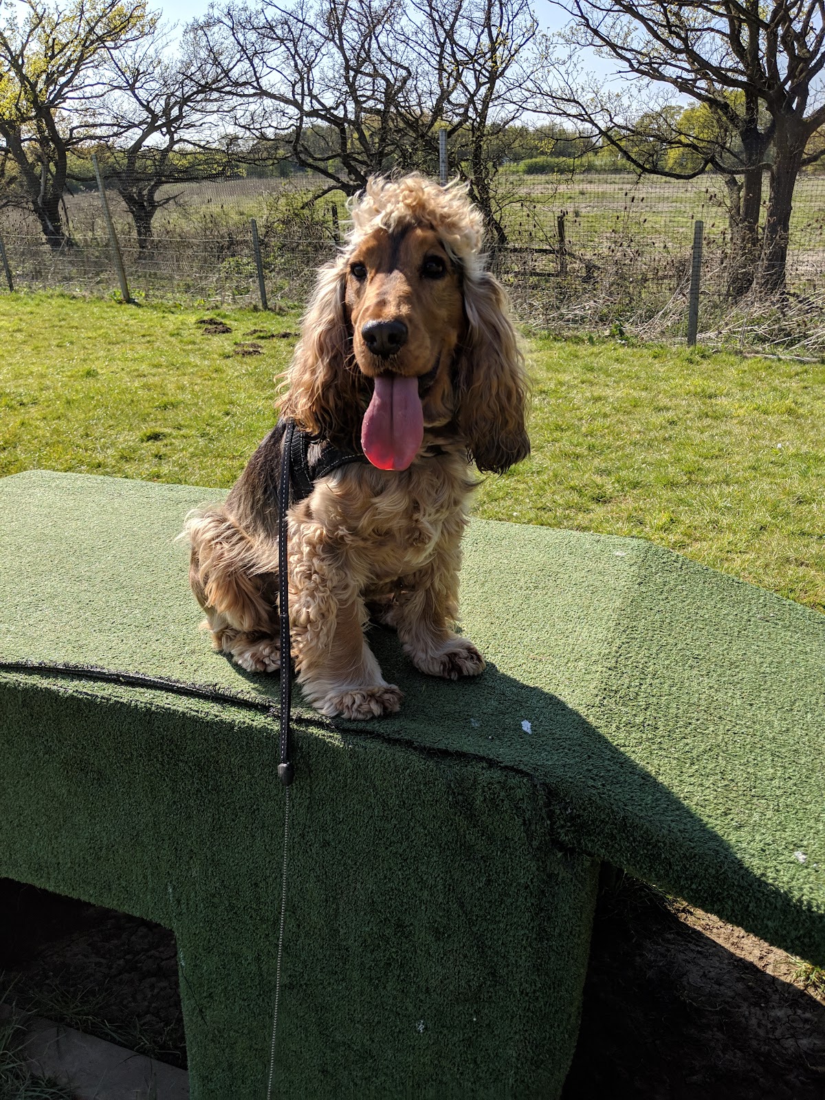 Dogs Play Centre secure private dog field in Highwoods, CO4 5JB